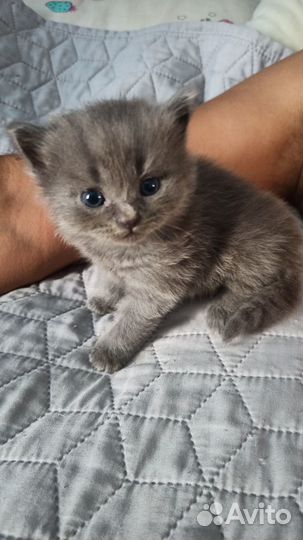Отдам котят