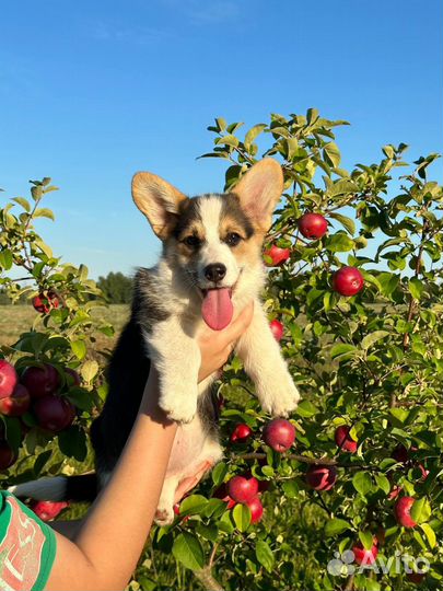 Вельш-корги пемброк