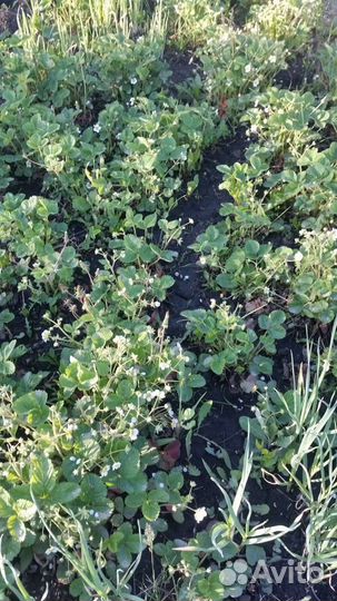 Саженцы земляники сорт голландской селекции