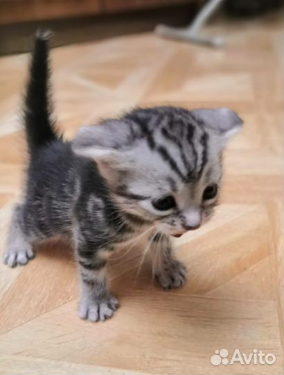 Британские котята
