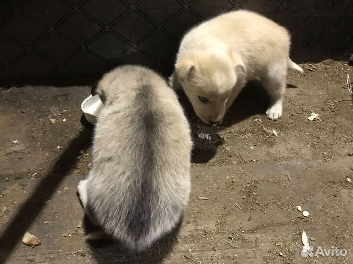 Щенки хаски