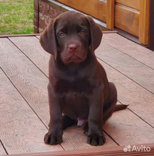 Щенки Лабрадора, шоколадные