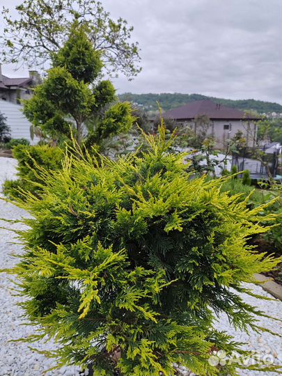 Гидролат из эфирномаслиничных растений