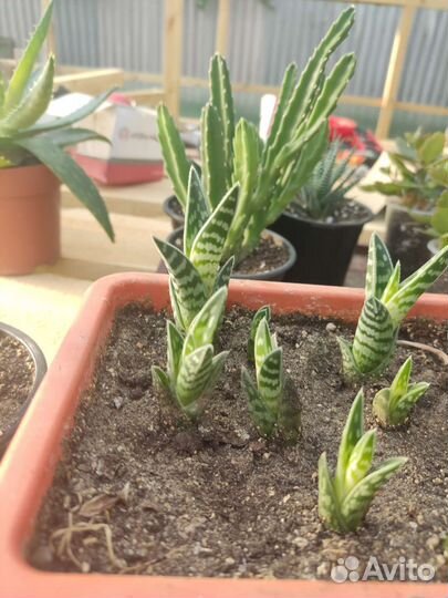 Алоэ пёстрое