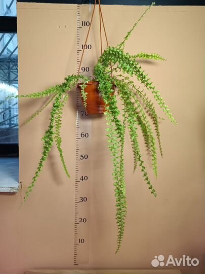 Нефролепис Дассада