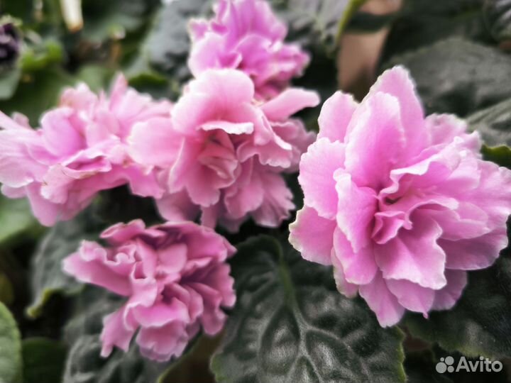 Фиалка листы