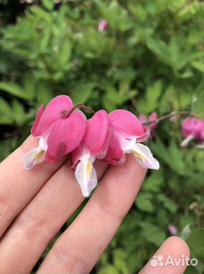 Дицентра великолепная («разбитое сердце»)