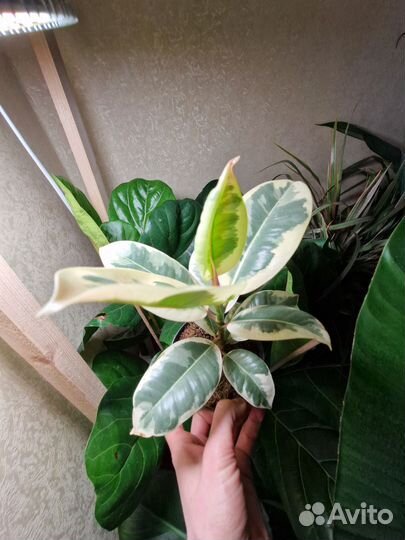 Фикус Тинеке