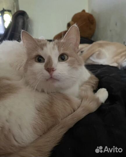 Отдам кота в добрые руки