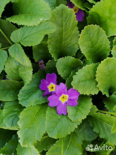 Примула обыкновенная бесстебельная