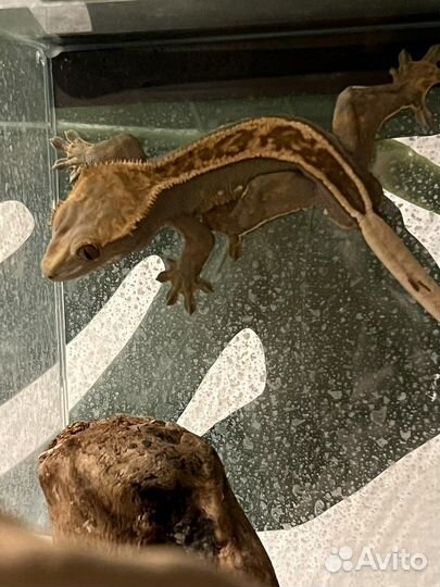 Реснитчатый бананоед самец