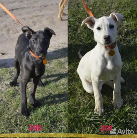 Метисы лабрадора (девочки) ищут дом