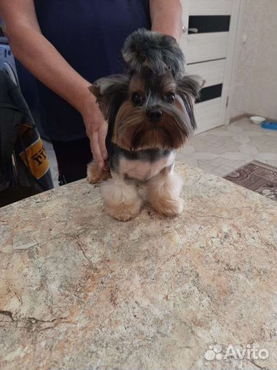 Йоркширский терьер мини