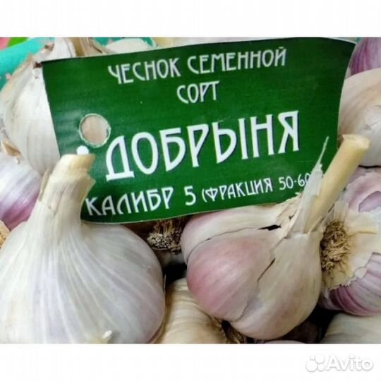 Чеснок на посадку сорт 