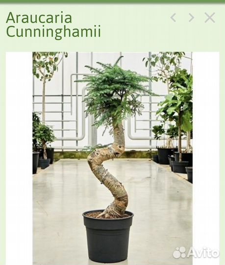 Араукария бонсай 110см