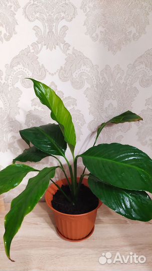 Спатифиллум