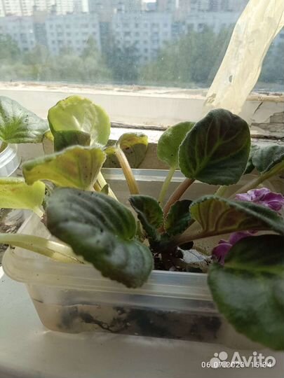 Комнатные цветы