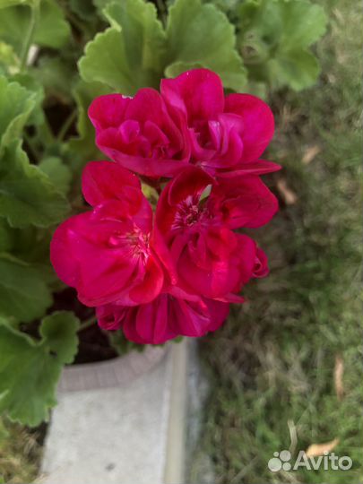 Пеларгония