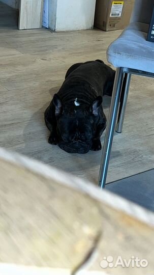 Французский бульдог вязка кабель