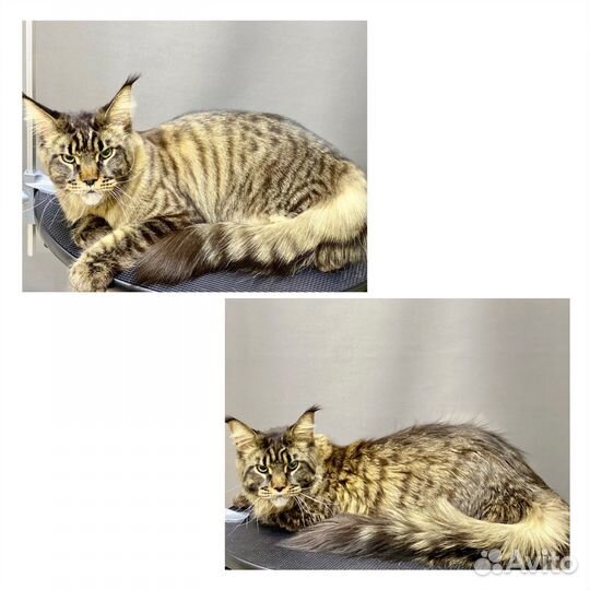 Стрижка Грумер Мейн-кун Кошки