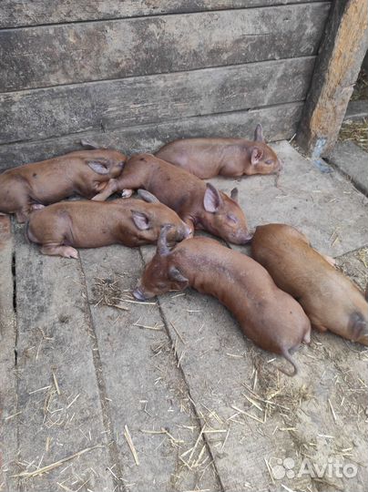 Ягнята баранчики, козлята нубийцы, поросята