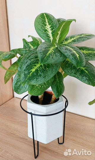 Аглаонема Милки вей