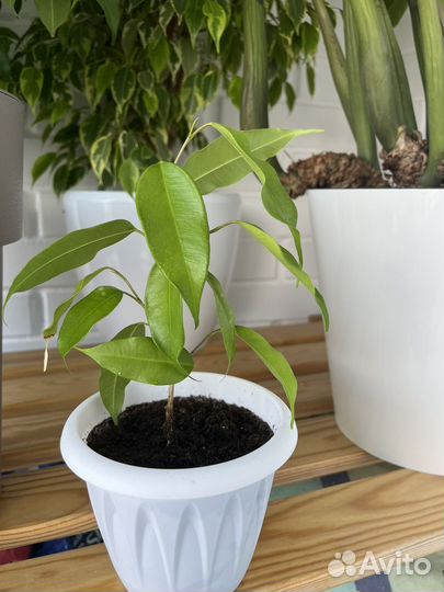 Фикус бенджамина