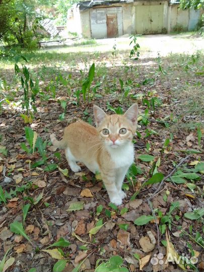 Котята в добрые руки даром бесплатно