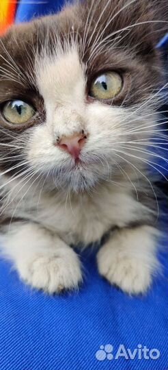 Котенок в добрые руки бесплатно