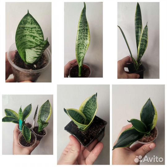 Сансевиерия (разные сорта) и не только