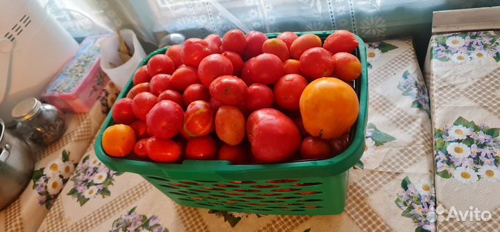 Помидоры домашние