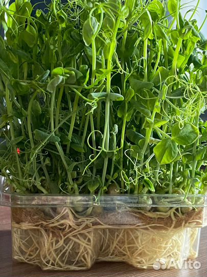 Микрозелень