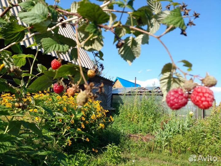 Саженцы ежевики красной