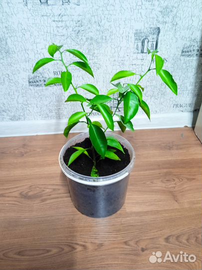 Апельсиновое дерево