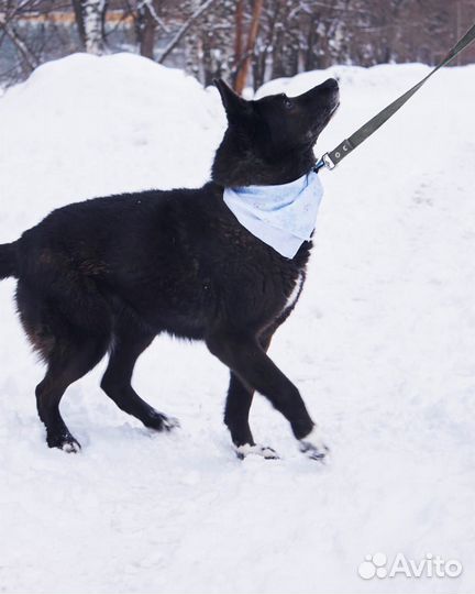 Дайте собачке Бренде шанс на домашнюю жизнь