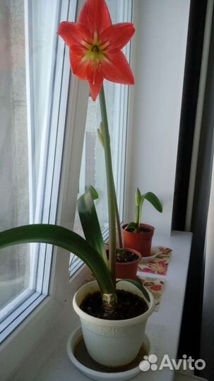 Гиппеаструм