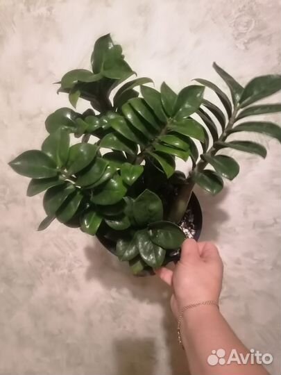 Замиокулькас зензи