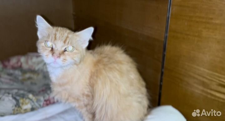 Кошка в дар