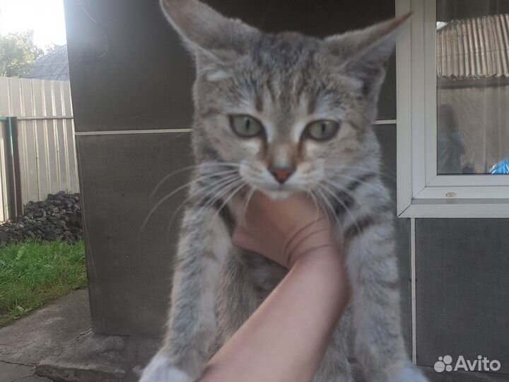 Кошка в дар