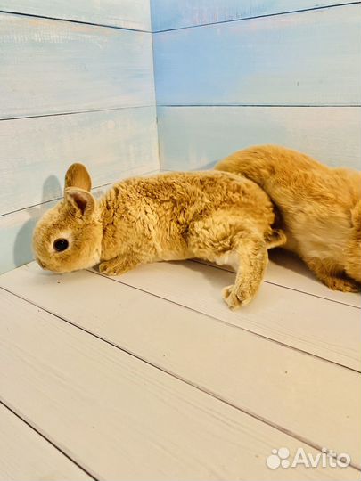 Мини карликовый кролик