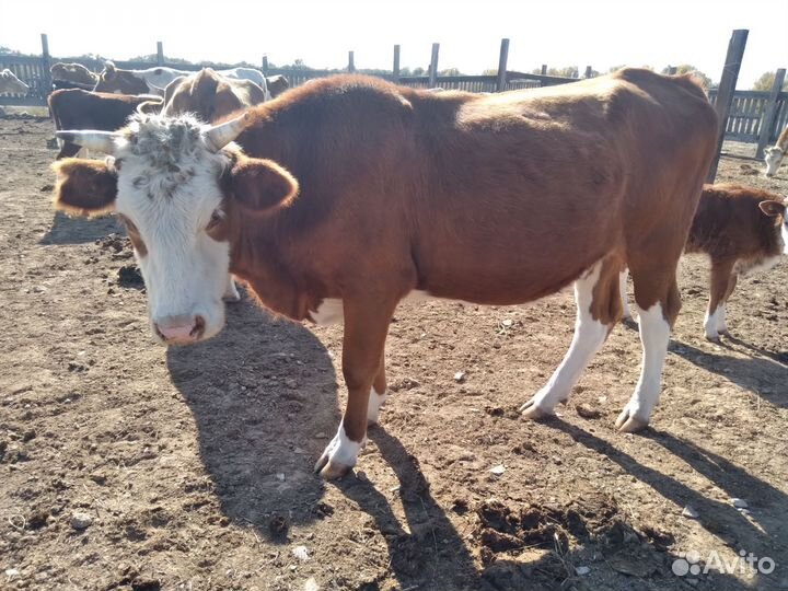 Продаю крс симентальской породы
