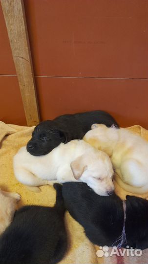 Щенки лабрадора