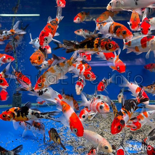 Японский карп кои