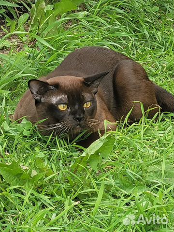 Вязка бурманский кот