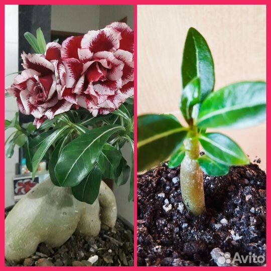 Цветущие комнатные растения