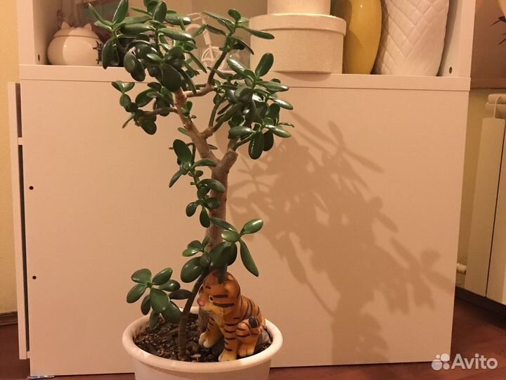 Дерево денег