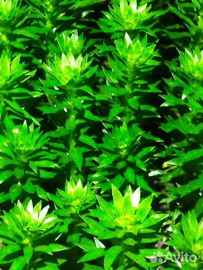 Лилии луковицы оптом