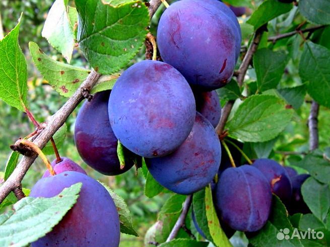 Слива, чернослив,саженцы