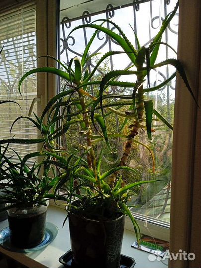 Алоэ столетник