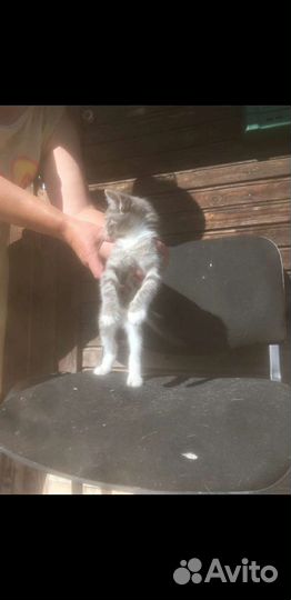 Котёнок, девочка в добрые руки